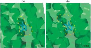 Long Time-Scale Classical MD Simulation of Hymenobacter psoromatis Rhodopsin with Carotenoid: An Initial Step for Photochemical Investigation