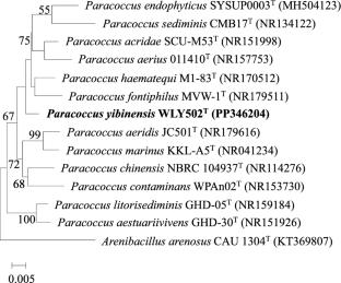 Paracoccus yibinensis sp. nov., a novel bacterium with astaxanthin producing isolated from the environment of Chinese distilled Baijiu