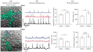Effects of Carbamylated Darbepoetin on Mitochondrial Contacts in Primary Neuronal Cultures
