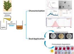 Harnessing nature for dual action: silver nanoparticles synthesized from guava leaf extract for photocatalytic degradation of methyl red and antibacterial applications†