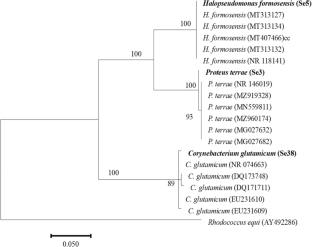 Plant Growth Promotion and Selenium Accumulation in Zea Mays in Seleniferous Soils by Selenium Tolerant Bacteria