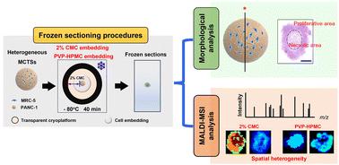 Preparation of multicellular spheroid sections embedded with sodium carboxymethyl cellulose for mass spectrometry imaging†