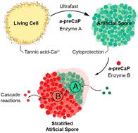 Ultrafast, cytocompatible mineralization of calcium phosphate in the formation of stratified nanoshells of artificial spores†