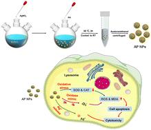 Catalytic and biological properties of Ag–Pt bimetallic nanoparticles: composition-dependent activity and cytotoxicity†
