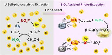 Enhanced uranium self-photocatalytic extraction via the adsorption effect of acid-modified SiO2†