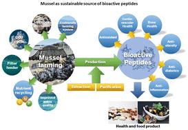 Mussels as sustainable marine resources for bioactive peptides for health and the food industry
