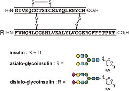 Rapid synthesis of glycosylated insulins by flow-based peptide synthesis†