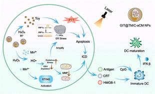 A biomimetic therapeutic nanovaccine based on dendrimer–drug conjugates coated with metal–phenolic networks for combination therapy of nasopharyngeal carcinoma: an in vitro investigation†