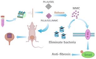 Poly(l-lactic acid)/gelatin microfiber membrane loaded with mitomycin C promoting bladder defect repair by anti-fibrosis and antibacterial action