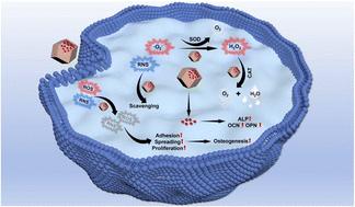Precision reactive species scavenging enabled by engineered manganese-doped bimetallic MOF for tailored stem cell fate regulation†