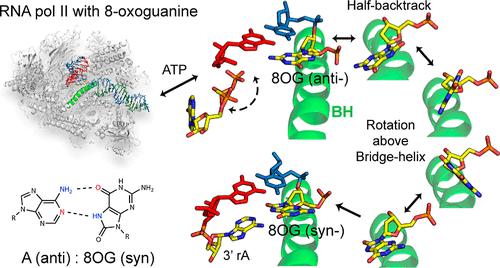 Transcription-Coupled Template Reconfiguration of 8-Oxoguanine for Error-Prone Transcription Revealed by Time-Resolved X-ray Crystallography and Molecular Dynamics