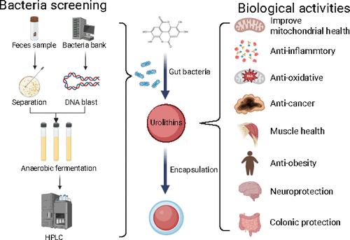 Appeal of Urolithins from Synthesis to Biological Activities