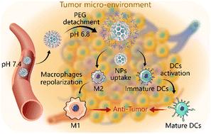 Tumor pH-triggered PEG detachable nanoparticles for TLR7/8 agonist delivery to improve cancer immunotherapy†