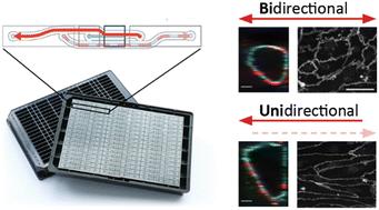 Microfluidic artery-on-a-chip model with unidirectional gravity-driven flow for high-throughput applications†
