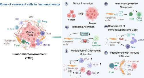 Harnessing Immune Rejuvenation: Advances in Overcoming T Cell Senescence and Exhaustion in Cancer Immunotherapy