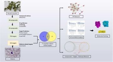Multi-target mechanism of Physalis angulata to treat malaria based on network pharmacology and molecular docking