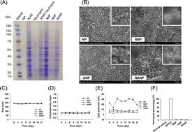 Dual-membrane bioinspired nanocarriers for targeted therapy of MRSA-induced acute lung injury and bacteremia†