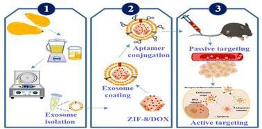 ZIF-8/doxorubicin nanoparticles camouflaged with Cucurbita-derived exosomes for targeted prostate cancer therapy†