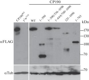 Identification of a Highly Conserved Region Critical for the Functionality of the Cp190 Protein in Drosophila melanogaster