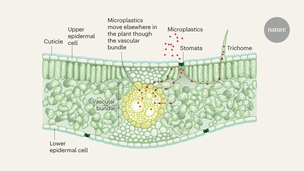 Airborne microplastics enter plant leaves and end up in our food
