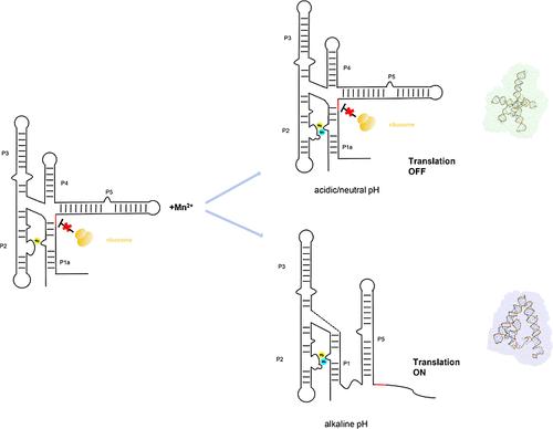 Escherichia coli yybP-ykoY Riboswitch as a Tandem Riboswitch Regulated by Mn2+ and pH