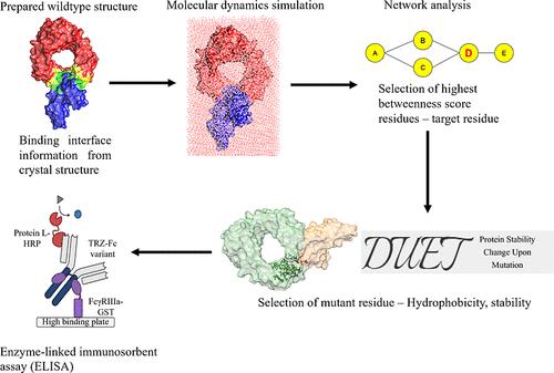 Design of an Fc Mutation to Abrogate Fcγ Receptor Binding Based on Residue Interaction Network Analysis