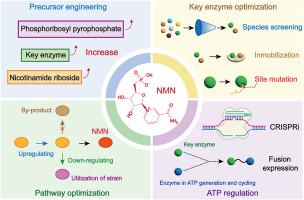 Network of nicotinamide mononucleotide biosynthesis: substrate tracking, rate-limiting enzyme, and regulatory strategy