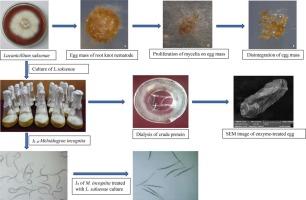 Lecanicillium saksenae: a novel nematophagous fungus against root knot nematode, Meloidogyne incognita (Kofoid & White, 1919) from Kerala, India