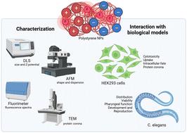 The surface charge both influences the penetration and safety of polystyrene nanoparticles despite the protein corona formation†