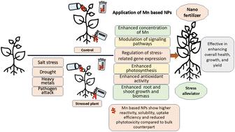 Utilizing manganese-based nanoparticles for enhancing environmental stress resilience and productivity of plants
