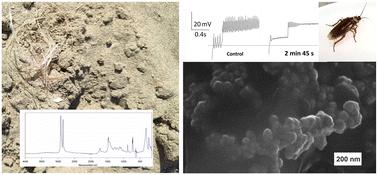 Nanoplastic paradox: unraveling the complex toxicity of nano-sized polyethylene†