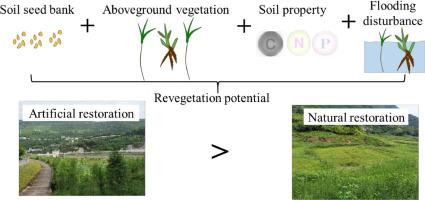 Revegetation potential assessment on the Hanfeng Lake of the Three Gorges Reservoir: Evidence from soil seed bank