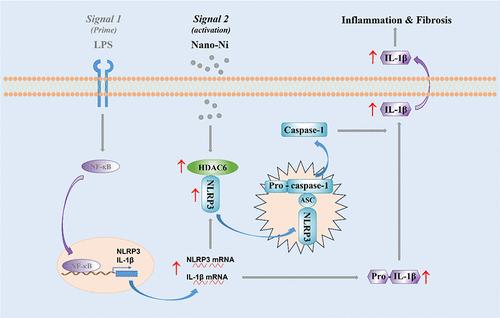 HDAC6-Mediated NLRP3 Inflammasome Activation Is Involved in Nickel Nanoparticle-Induced Pulmonary Inflammation and Fibrosis
