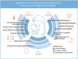 Human Milk Oligosaccharides Modulating Inflammation in Infants, Adults, and Older Individuals—From Concepts to Applications