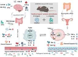 Ameliorative effect of “intestinal–vaginal” probiotics on 5-fluorouracil-induced microbial dysbiosis in colorectal cancer†