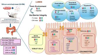 Silicon-enriched functional meat enhances colonic barrier function by regulating tight junction protein expression, oxidative stress, and inflammation responses in a diabetic dyslipidemia model†