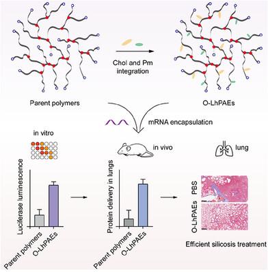 Highly Branched Poly(β-amino ester)s for Efficient mRNA Delivery and Nebulization Treatment of Silicosis