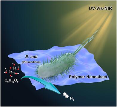 Harnessing Near-Infrared Light for Enhanced Solar Hydrogen Production from Escherichia coli Interfaced with Biocompatible Low-Bandgap Conjugated Polymer Nanosheets
