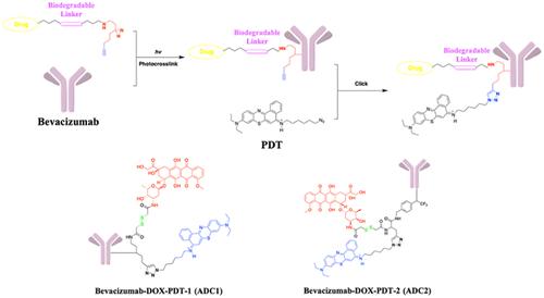 Discovery of a Novel ADC for Multifunctional Theranostics: From Vascular Normalization to Synergistic Therapy
