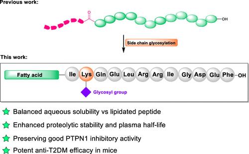 Glycosylation Modification Balances the Aqueous Solubility of Lipidated Peptides and Facilitates Their Biostability