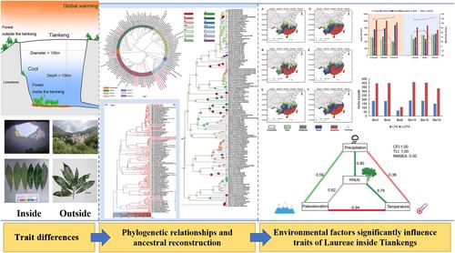 Phylogenetic relationships versus environmental impacts on the distribution and traits of Laureae (Lauraceae) species within and outside karst tiankengs