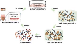 A dynamic zwitterionic degradable hydrogel niche for efficient stem cell expansion and recovery†