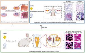 Osteoclastogenesis-characterized osteoinductive biphasic calcium phosphate ceramic for bone regeneration in rabbit maxillary sinus lift†