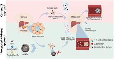 Multifunctional PLGA nanocomposites to improve beta cell replacement therapy in Type 1 diabetes†