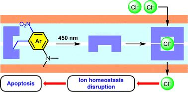 Illuminating apoptosis: a visible light-activated chloride carrier for chloride transport and cell death†