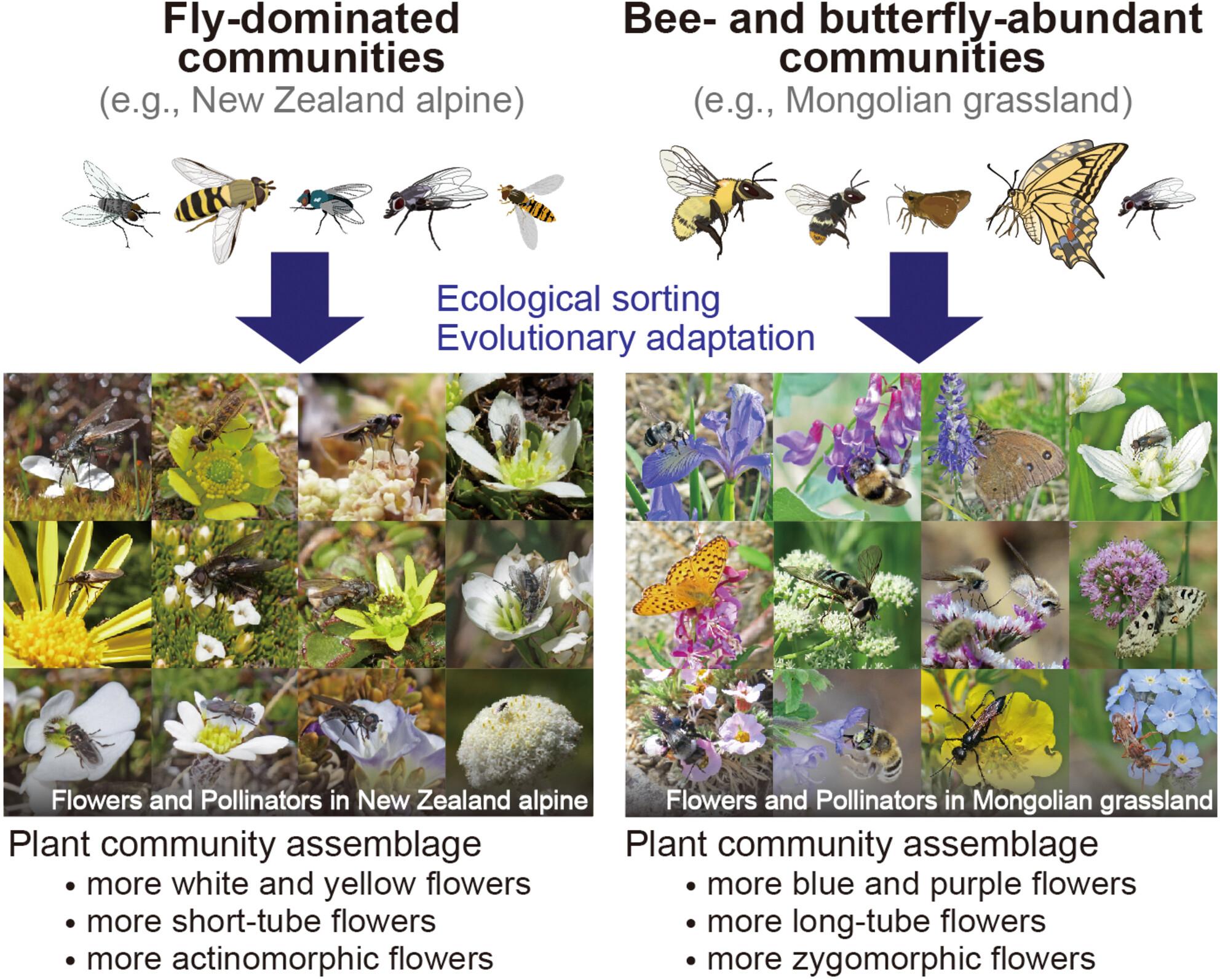 Linkage between community assemblage of floral traits and pollinator fauna: a comparison among six geographical regions