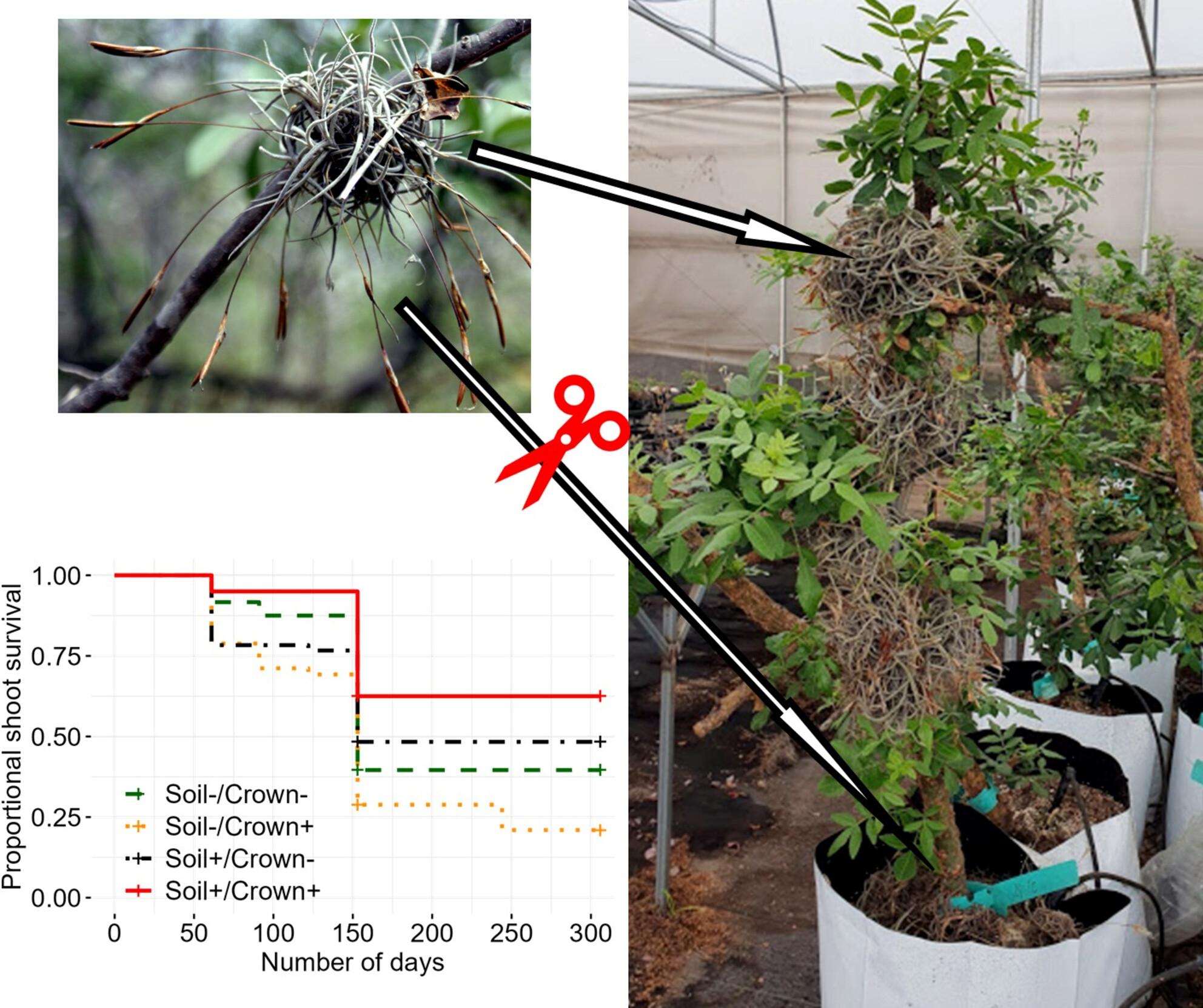 Direct and indirect effects of the epiphyte Tillandsia recurvata (Bromeliaceae) on the growth of three of its phorophytes: A greenhouse experiment