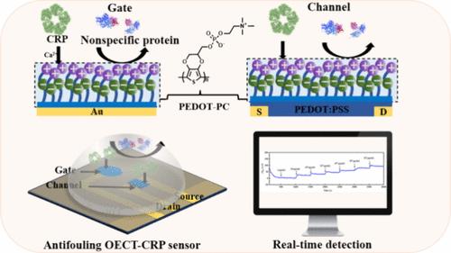 Ready-to-Use OECT Biosensor toward Rapid and Real-Time Protein Detection in Complex Biological Environments