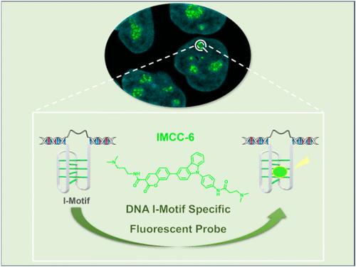 Development of a Fluorescent Probe for Specific Visualization of Intracellular DNA i-Motif Participating in Key Biological Function