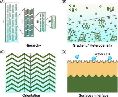 Nature Inspires New High-Performance Metal Composites